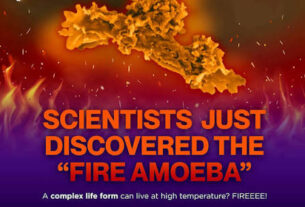 amoeba