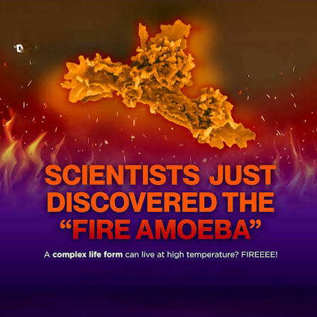 amoeba